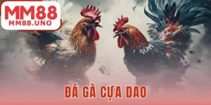 Đá gà cựa dao