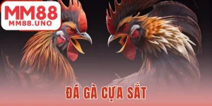Đá gà cựa sắt